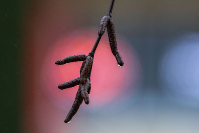 macro photography
