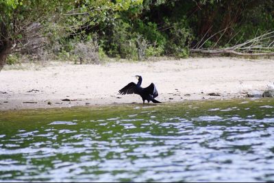 Birds on a lake