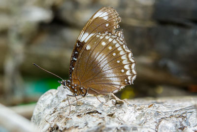 Close-up of butterfly on rock