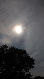 Low angle view of tree against sky