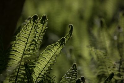 Close-up of fern leaves