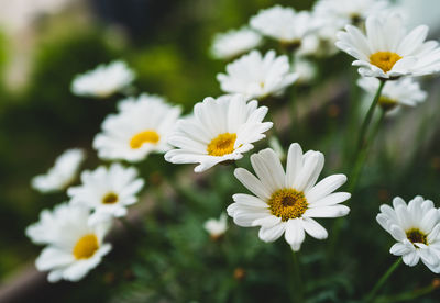 Close-up of white daisy flowers