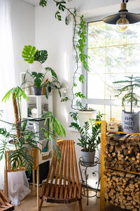 Potted plant on table at home