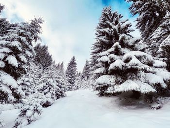 Trees on snow covered landscape