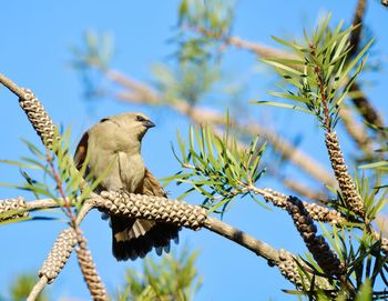 Low angle view of bird perching on plant against sky