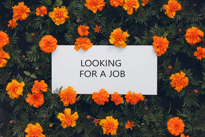 High angle view of orange flowering plants