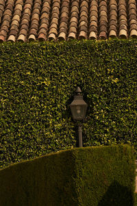 Plants and street light in garden