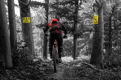 Rear view of people walking in forest