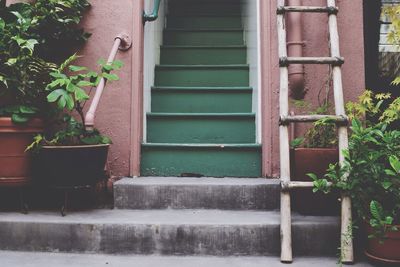 Potted plants in backyard