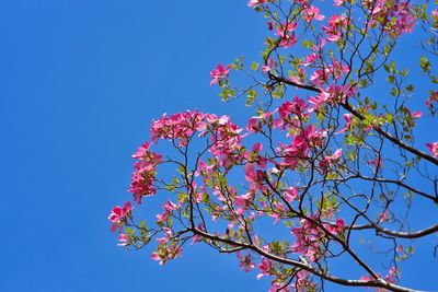 Low angle view of pink dogwood flowers against sky