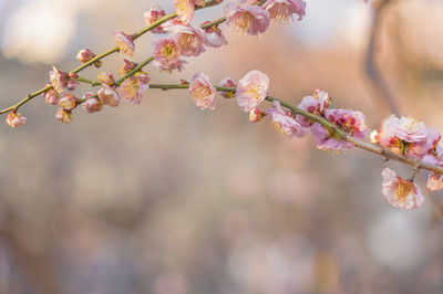 Close-up on a pink plum tree flowers in bloom against a bokeh background.