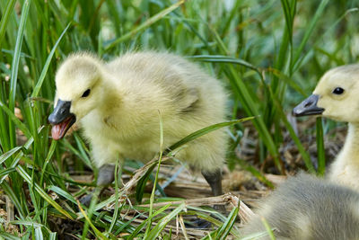 Close-up of ducklings on grass