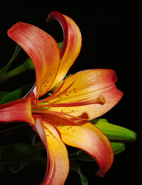 Close-up of red lily