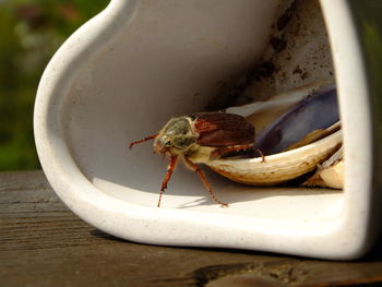 Close-up of an insect 