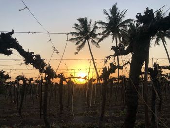 Silhouette palm trees on field against sky at sunset