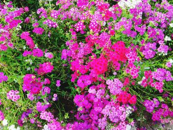 Close-up of pink flowers