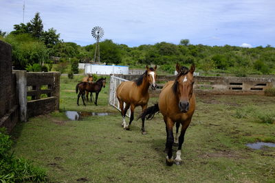 Horses standing in ranch