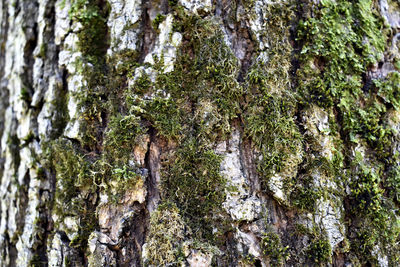 Close-up of moss growing on tree trunk