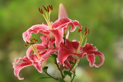Close-up of pink lilies blooming outdoors