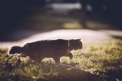 Cat on grassy field on during sunny day