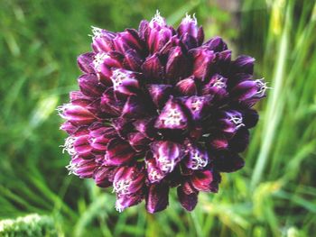 Close-up of purple flowers