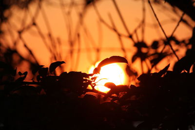 Close-up of silhouette plants during sunset