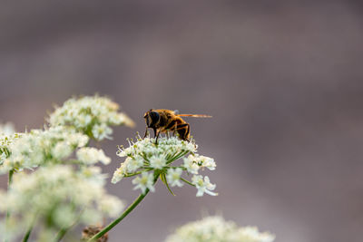 Close-up of bee pollinating on flower