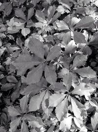 Full frame shot of leaves