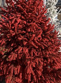 High angle view of red flowering plant in market