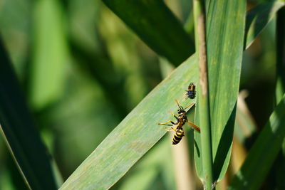 Close-up of insect on leaf