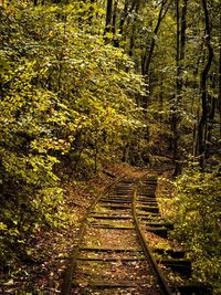 Railroad tracks amidst trees in forest