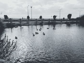 Swans swimming in river against sky