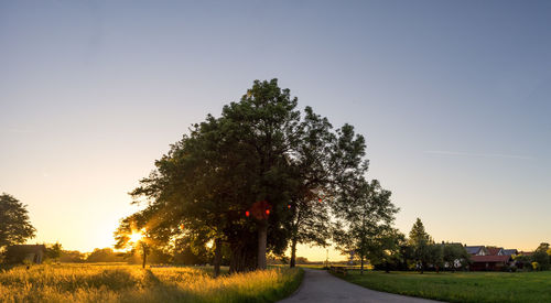 Trees on field against sky during sunset