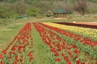 Scenic view of agricultural field