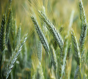 Close-up of wheat growing on field