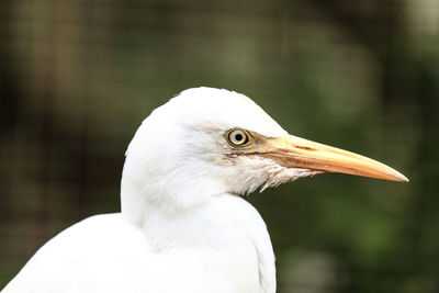 Close-up of seagull