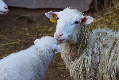 Two sheep in pen