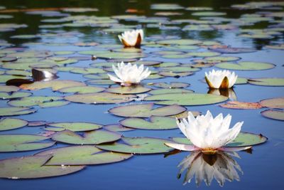 Close-up of lotus water lily in pond