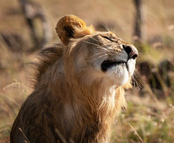 Close-up of a cat looking away