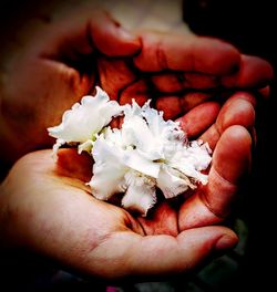 Close-up of hand holding flower