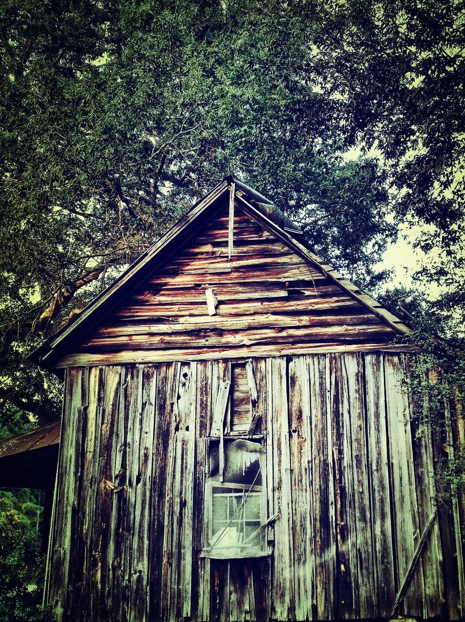 built structure, wood - material, architecture, house, wooden, building exterior, tree, wood, door, old, closed, abandoned, weathered, growth, outdoors, day, plant, no people, low angle view, residential structure