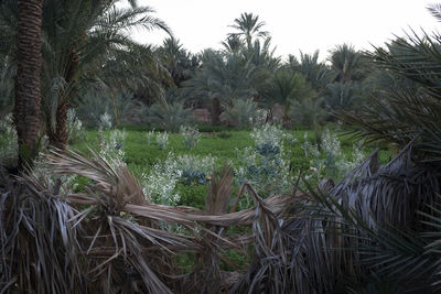 Palm trees on field against sky