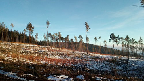 Plants growing on land against sky during winter