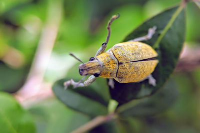 Close-up of insect on leaf