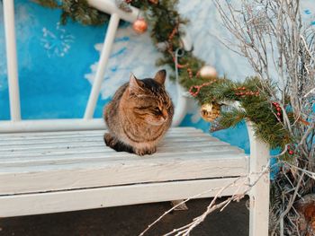 Cat looking away