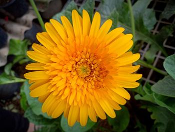 Close-up of yellow flower