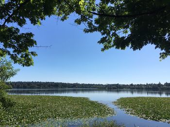 Scenic view of lake against clear blue sky