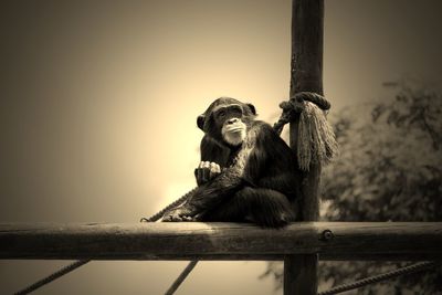 Monkey sitting on wooden railing against sky