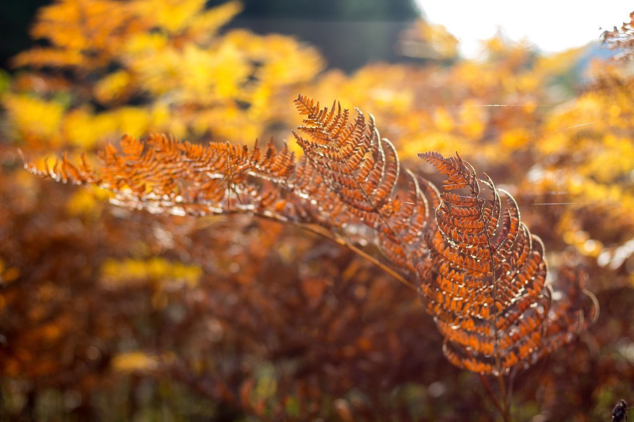 CLOSE-UP OF AUTUMN LEAVES