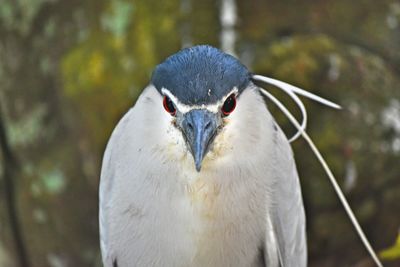 Close-up portrait of a bird